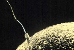sperm-egg250